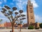 Solar panel tree and mosque tower