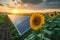 Solar panels on a farmer's field. Beautiful sky with sunset in the background. Innovative agriculture using