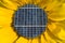 Solar Panels Inside of a Sunflower