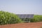 Solar panels for irrigation systems in farmer\\\'s corn fields