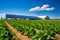 Solar panels tower over a lush green field, harmonizing renewable energy with sustainable farming