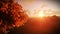 Solar pannels and tree of life, time lapse sunrise, tilt