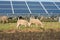 Solar power panels with grazing sheeps - photovoltaic system