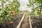 Solar powered mole repellent tool in home greenhouse, between growing tomato plants, to protect the plant roots.