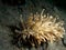 Solar powered phyllodesmium Phyllodesmium longicirrum nudibranch moving on the sand in Lembeh strait