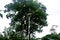 Solar powered street lamp with panel and trees in the background in close up