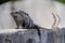 Solar Serenity: Iguana\\\'s Tranquil Soak Amidst Mayan Ruins in Yucatan, Mexico