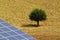 Solar trackers and one tree on the plowed field