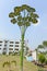 Solar Tree