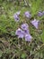 Soldanella alpina in bloom