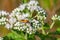 A Solder Beetle ona Boneset Flower