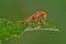 Soldier Beetle