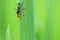 Soldier beetle