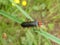 Soldier beetle black brown in the forest