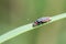 Soldier beetle / Cantharidae