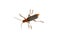 Soldier beetle Cantharis fusca on a white background