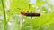 Soldier beetle, Cantharis, in Germany