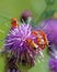 Soldier beetle, Cantharis livida