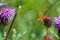 Soldier beetle, Cantharis livida