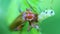 Soldier Beetle eat caterpillar - super macro