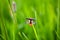 Soldier beetle in flight