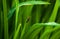 Soldier beetle in green grass. Wildlife macro photo