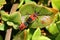 Soldier Beetles fighting (mating)