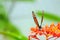 Soldier butterfly in aviary, Florida