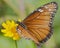 Soldier Butterfly feeding on nectar