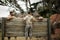 Soldier climbing wooden wall in boot camp