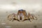 Soldier Crab - Mictyris platycheles species of crab found on mudflats on the east coast of Australia from Tasmania and Victoria to