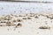 Soldier crabs marching over the beach during low tide in the Tamar river bank