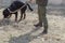 A soldier with a dog patrolling the area