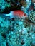 Soldier Fish Seychelles