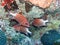 Soldier Fish Seychelles