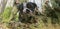 A soldier with a military working dog on a blurred background