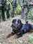 A soldier with a military working dog on a blurred background