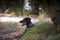 Soldier sitting on a tree with a Doberman lying on the ground covered in the grass