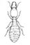 Soldier Termite illustration