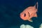 Soldierfish face on
