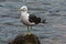 A sole gull floating at the Conceicao Lagoon, in Florianopolis, Brazil