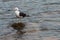 A sole gull floating at the Conceicao Lagoon, in Florianopolis, Brazil