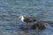 A sole gull floating at the Conceicao Lagoon, in Florianopolis, Brazil