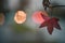 Sole maple leaf hanging onto a tread of a twig on autumn setting. Lights in the background