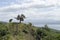 Sole Tree on Hilltop Overlooking Lake and Volcano