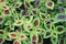 Solenostemon Plant background