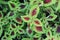 Solenostemon Plant background