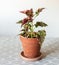 Solenostemon scutellarioides, commonly known as Coleus, in a terracotta flower pot