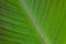Solf background venation patterns of green leaf
