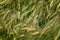 Solf focus background of barley field in Yunnan,China